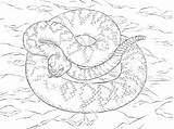 Eastern Diamondback Rattlesnake Coloring Page Pages sketch template