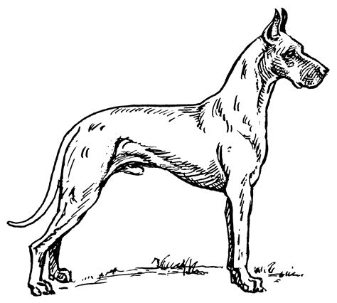 Great Dane Coloring Pages - Best Coloring Pages For Kids