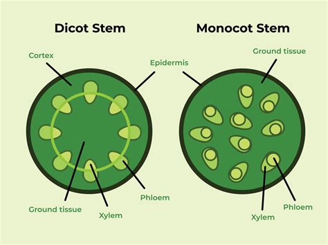 Anatomy Of Dicot And Monocot Stem - vrogue.co