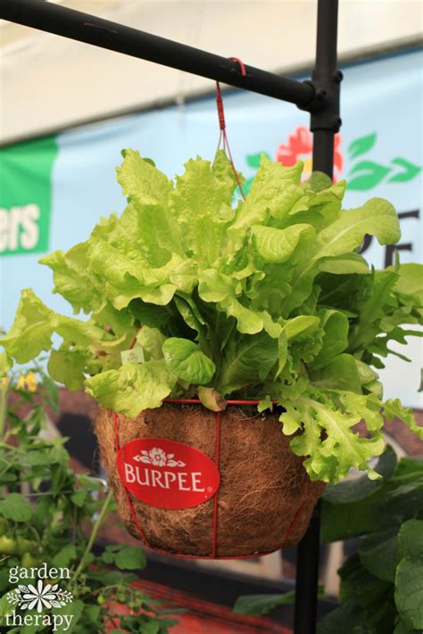 Growing Lettuce in Containers for Endless Leafy Greens - Garden Therapy