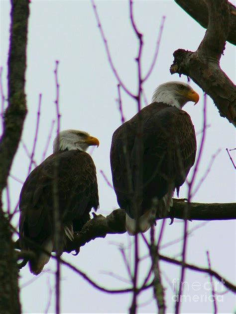 Mating Pair Of Bald Eagles Photograph by Todd Musser