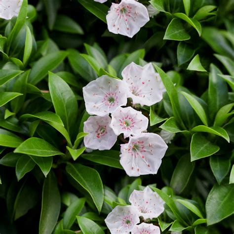 36 Mountain Laurel Facts And Care Tips - Green Packs