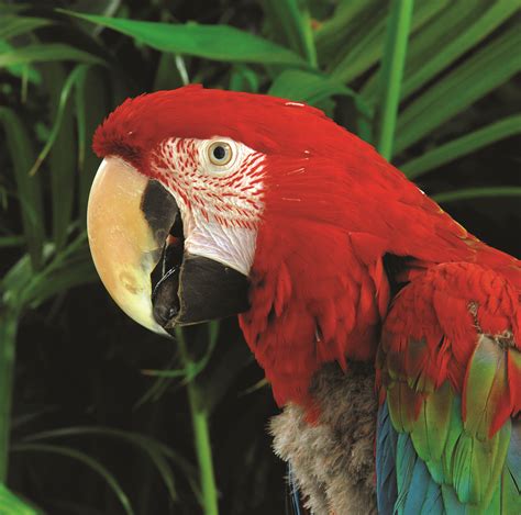 Amazon Rainforest Animals and Plants