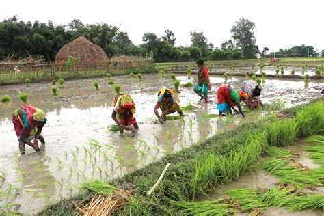 Farmers start transplanting paddy despite lack of chemical fertiliser