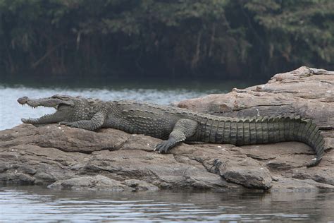 Mugger Crocodile | Disney Animals Wiki | Fandom