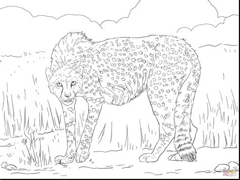 Realistic Cheetah Coloring Pages at GetDrawings | Free download