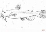 Bullhead Catfish coloring page  Free Printable Coloring Pages sketch template