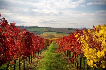 Wine Country Fall - Fermentation