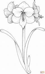 Amaryllis Flower coloring Page  Free Printable Coloring Pages sketch template