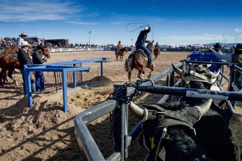 Calf Ropers editorial stock image. Image of calf, cowboy - 156612674