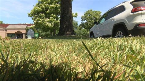 Extremely high grass pollen levels leave Eugene residents suffering ...