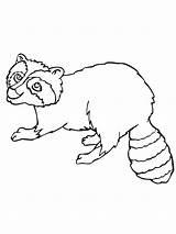 Free Printable Raccoon Coloring Pages For Kids sketch template