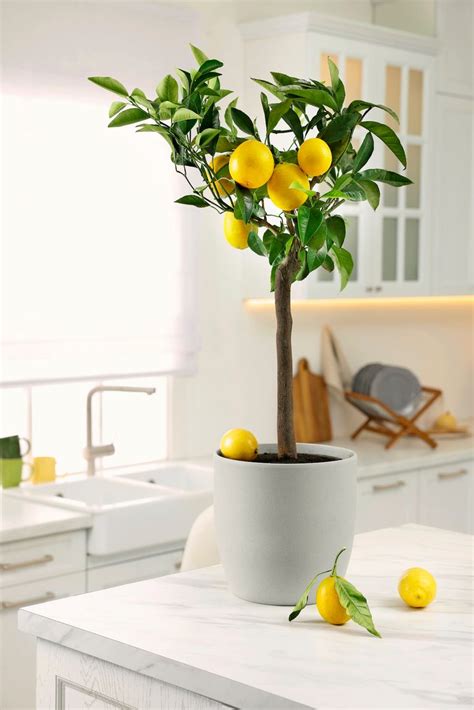 Your Guide to Growing Fruit Trees Indoors in Pots - Birds and Blooms