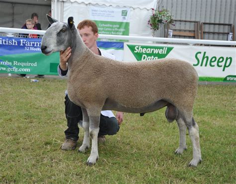 Little Smoky Bluefaced Leicesters: Bluefaced Leicester is Recognized by CSBA