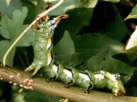 Caterpillar Identification Number at Myra Brooks blog