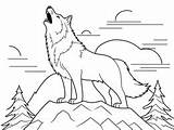 Nocturnal Howling Wolf Coloring  Page sketch template