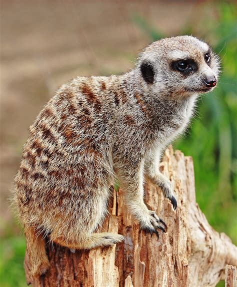 File:Meerkat - melbourne zoo.jpg - Wikimedia Commons