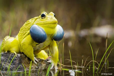 Indian bullfrog (Hoplobatrachus tigerinus). | Amazing frog, Amphibians, Animal z