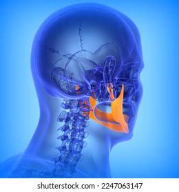 Human Mandible Bone Anatomy Medical Illustration3d Stock Illustration ...