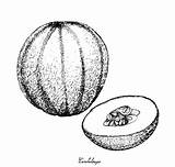 Honeydew Melon Coloring Pages Sketch Coloring Page sketch template