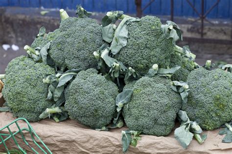 Calabrese Broccoli - Food Gardening Network