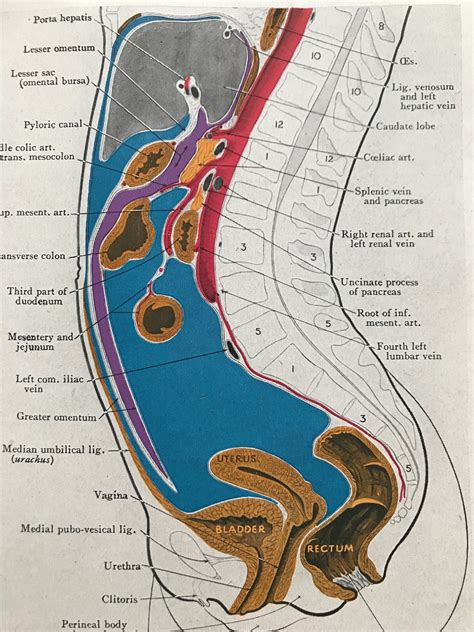 1942 Sagittal Section of Abdomen Original Vintage Print | Etsy