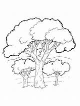 Tree Coloring Oak Pages Trees Elm Printable Pine Redwood Live Color  sketch template
