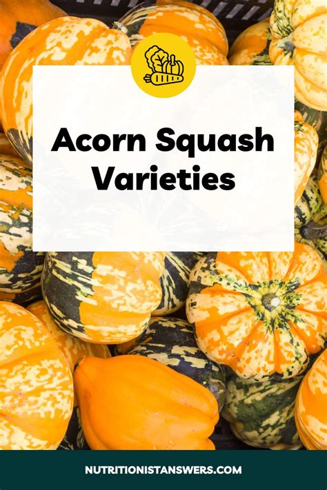 Acorn Squash Varieties: From Green to Gold | Nutritionist Answers