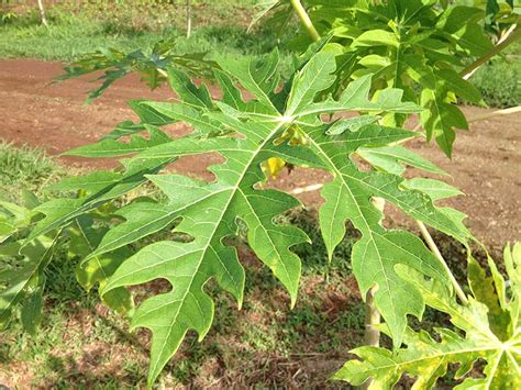 ‘Papaya leaf juice can help in recovery from dengue fever’ | Oze Marketing | Memo Plus Gold ...