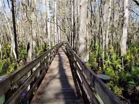 Six Mile Cypress Slough Preserve | Audubon of SW FL