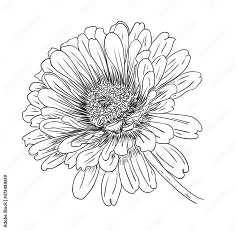 Vector illustration, isolated zinnia flower in black and white colors, outline hand painted ...