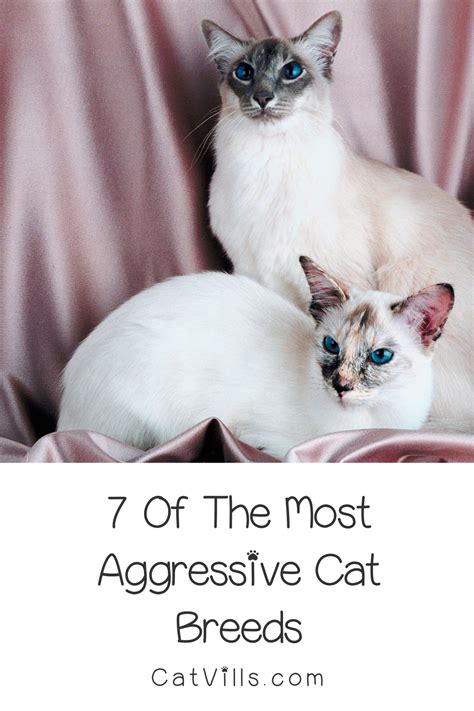 7 Most Aggressive Cat Breeds | Cat breeds, Cats, Best cat breeds