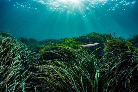 Seagrass Archives - bioGraphic