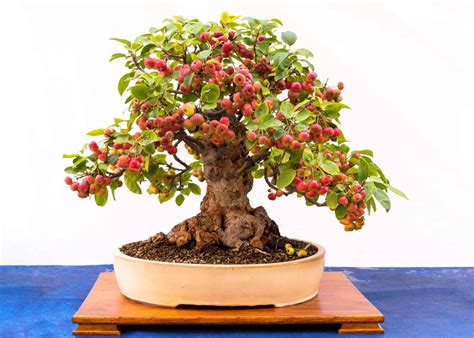 Pomegranate Tree Bonsai