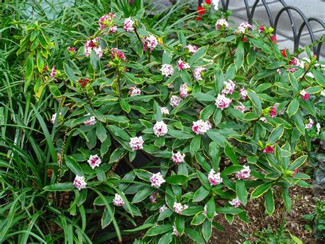 Variegated Winter Daphne | Daphne odora 'Aureo-marginata'