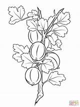 Gooseberries coloring Page  Free Printable Coloring Pages sketch template