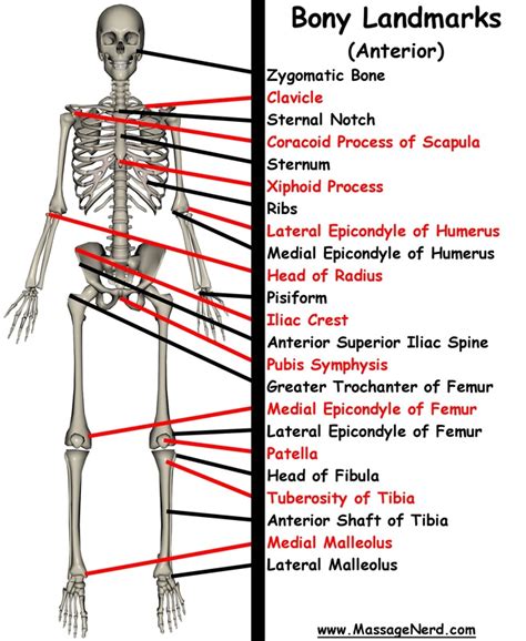 Bony Landmarks - Sports Medicine I : 2012-2013