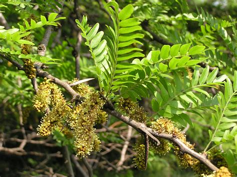 Gleditsia Tree