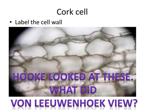 PPT - Cork cell PowerPoint Presentation, free download - ID:2843303