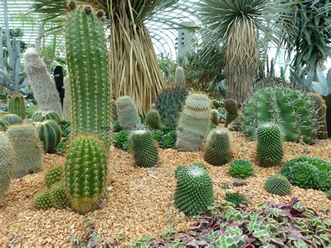 Alicesg-Singaporemyhome: Gardens By The Bay-Flower Dome - Cactus