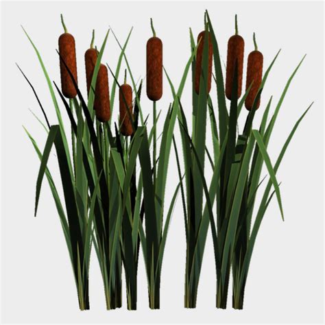 Cattails - Bulk - Wholesale - Blooms By The Box