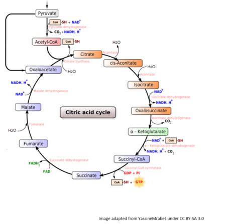 Biochemistry Pathways