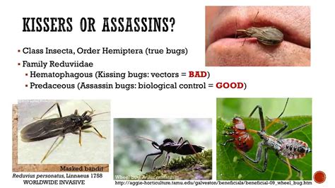 New Jersey’s Assassin Bugs and Risk of Chagas Disease: Myth or Reality? - YouTube