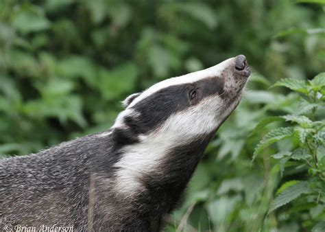 Brian's birding blog: British Wildlife Centre Badgers