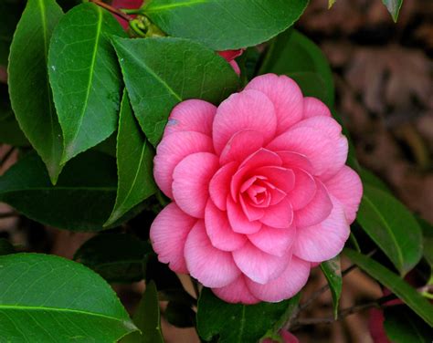 Camellia flower is a broadleaf woody plant native to South Eastern Asia, Bhutan, Japan and China ...