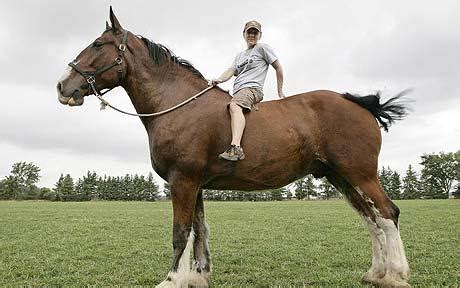 Poe the Clydesdale: world's tallest horse?