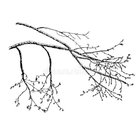 Spring tree sketch stock illustration. Illustration of beautiful - 80325904