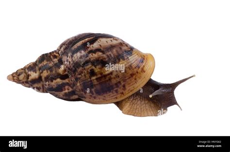 African snail Achatina large in a brown shell on a white background Stock Photo - Alamy