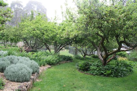 Orchard interplanting | Gardening Ideas | Pinterest | Garden ideas, Fruit trees and Landscaping