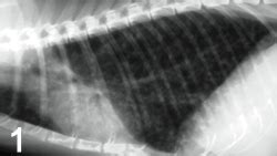 Feline Asthma and Bronchitis | Clinician's Brief